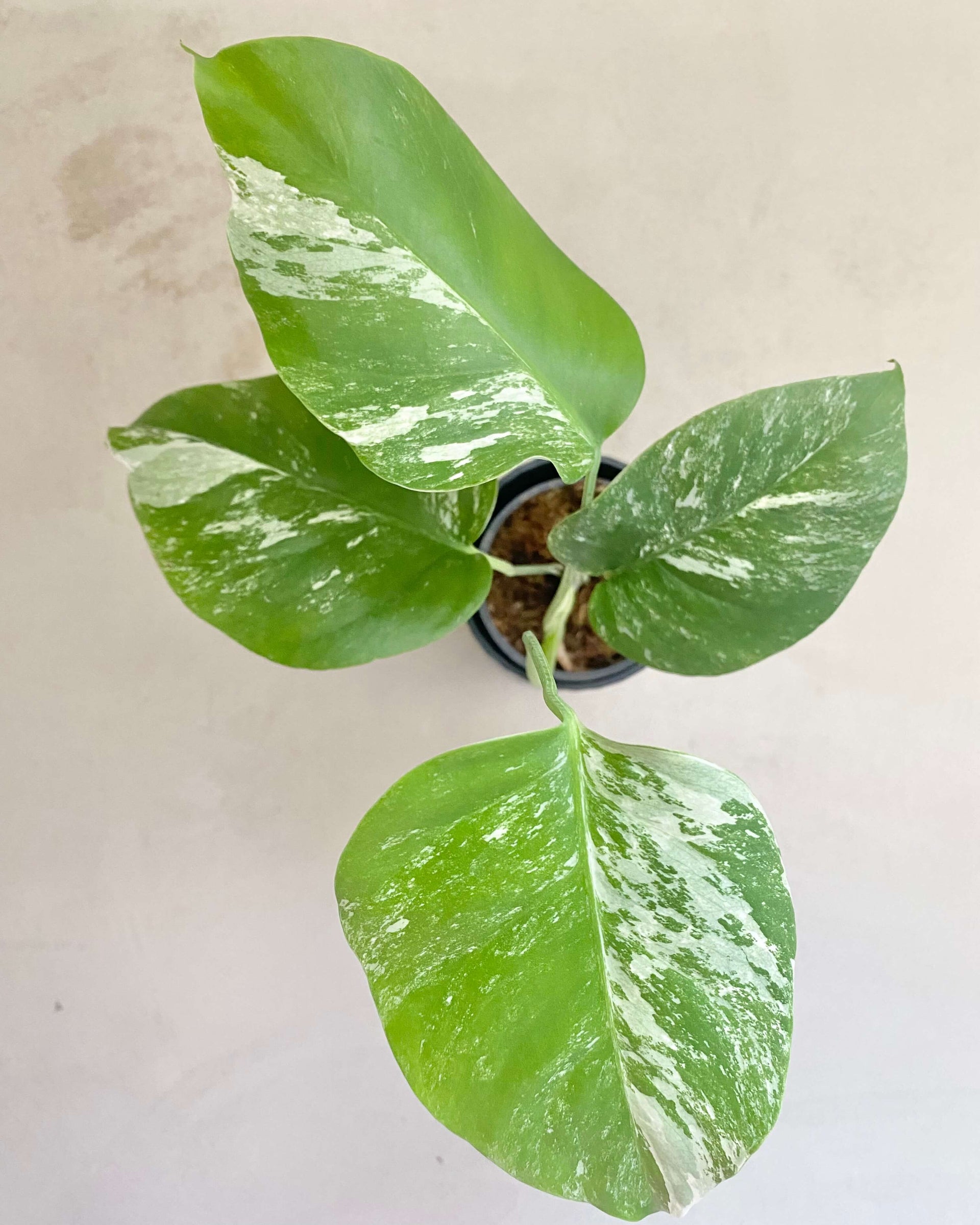 bouture philodendron monstera Monstera Deliciosa Variegata - H:30cm, ø 9cm