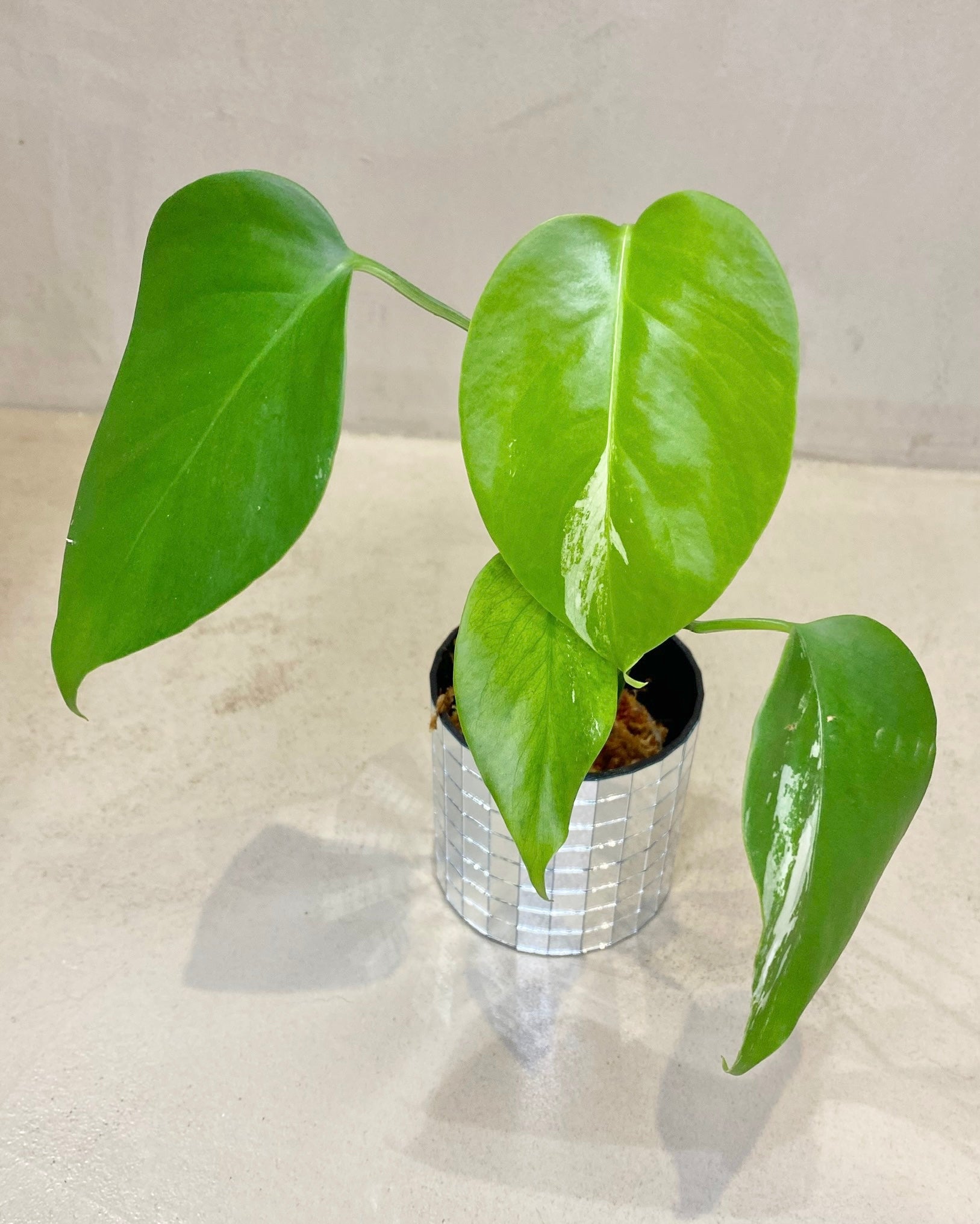 Monstera Deliciosa - H:25cm, ø 9cm BelemBouture