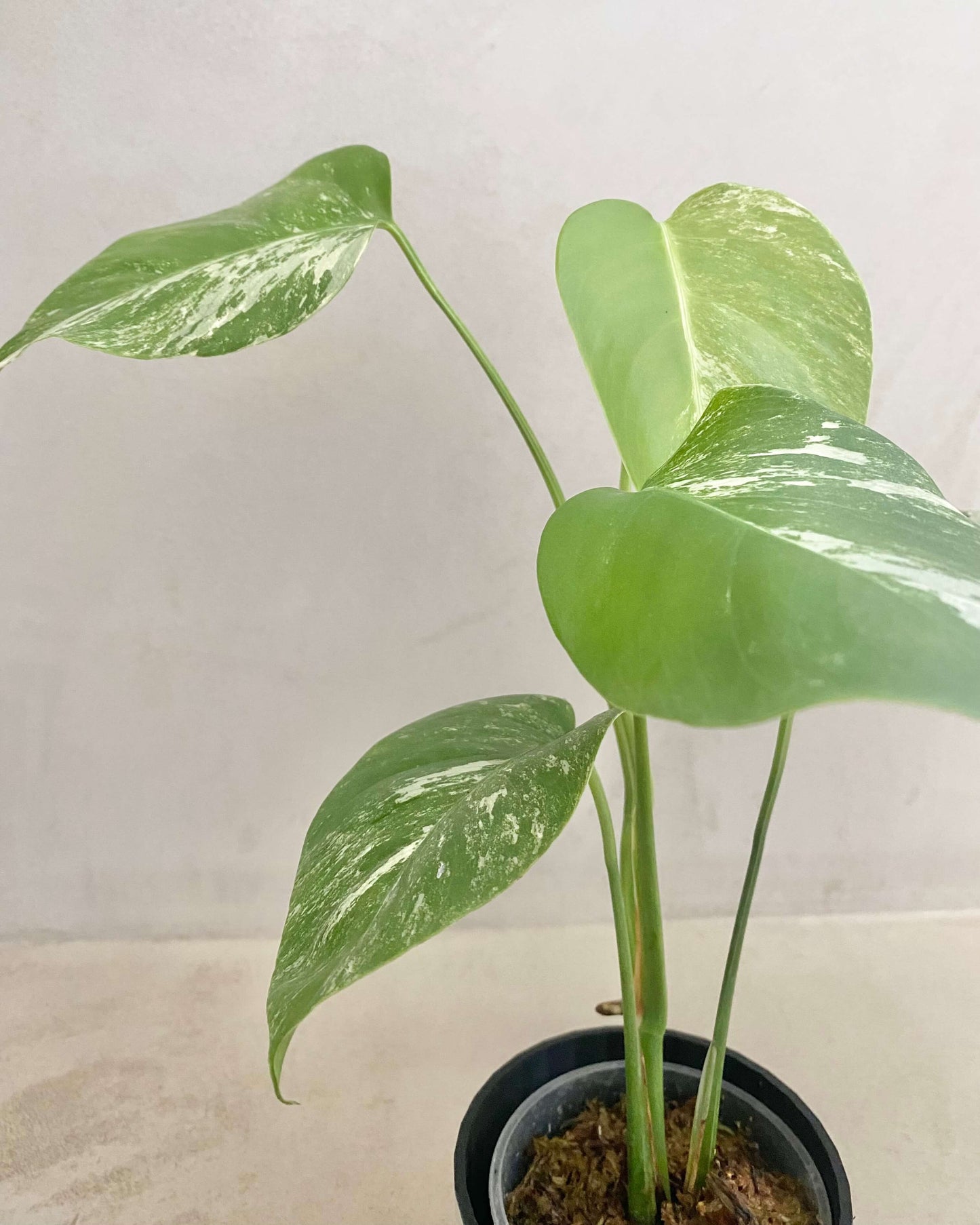 Monstera Variegata - H:35cm, ø 9cm BelemBouture