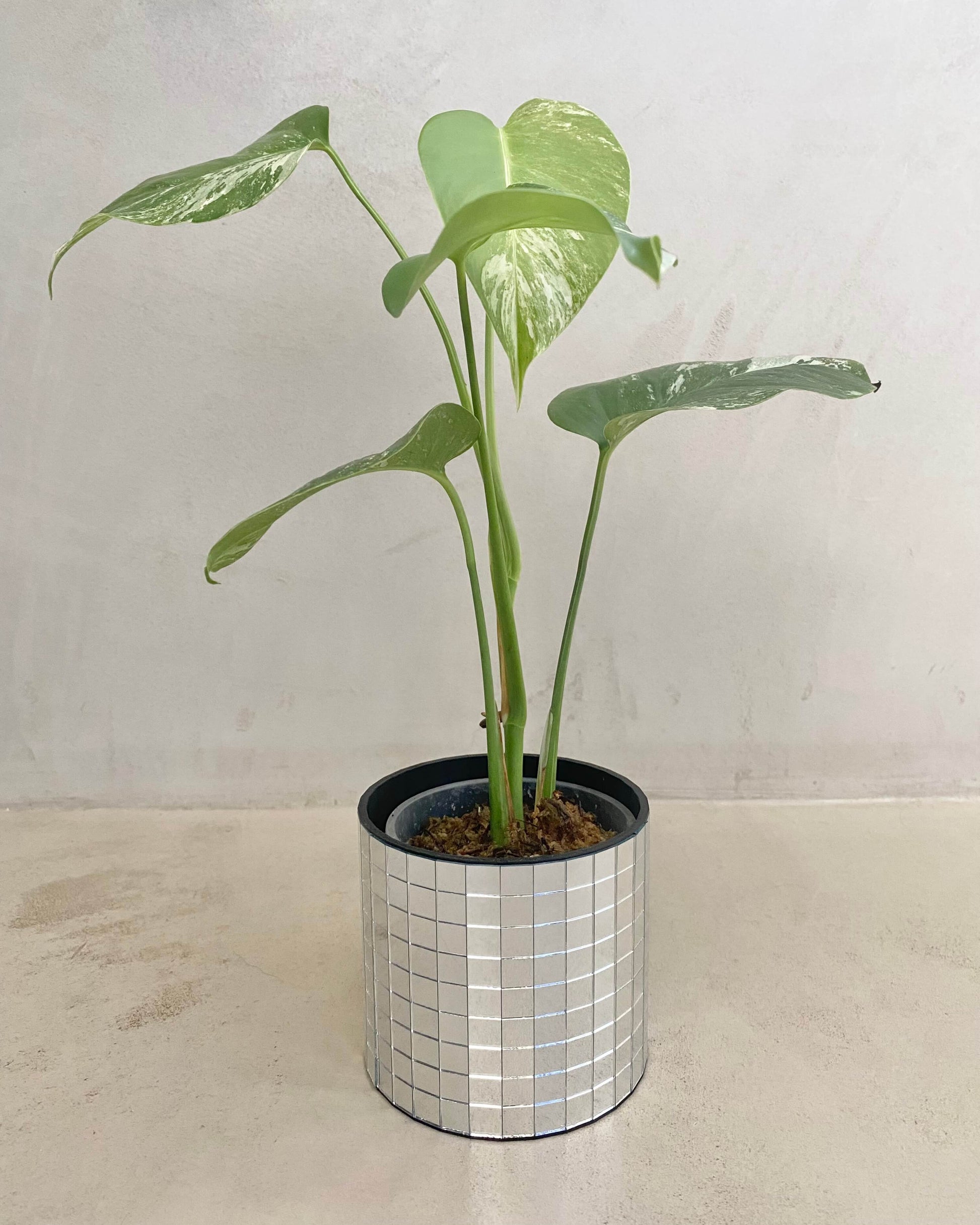 bouture monstera Monstera Deliciosa Variegata - H:30cm, ø 9cm