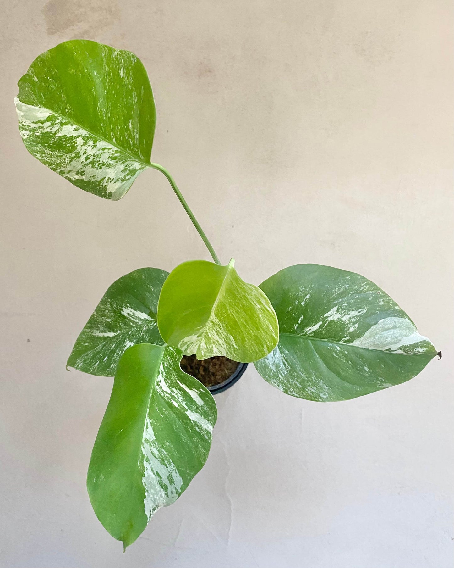 Monstera Variegata - H:35cm, ø 9cm BelemBouture