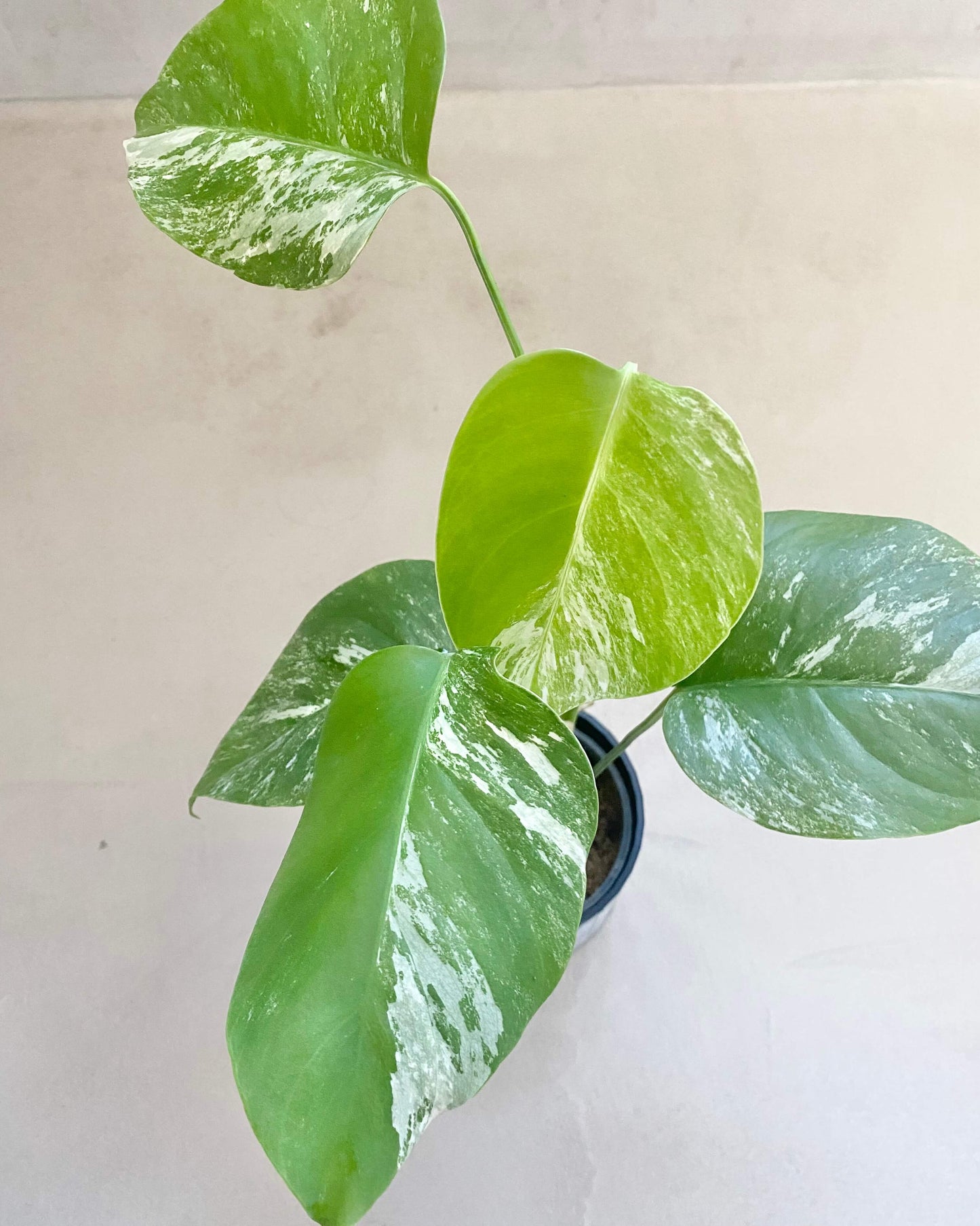 Monstera Variegata - H:35cm, ø 9cm BelemBouture