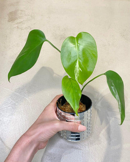 Monstera Deliciosa - H:25cm, ø 9cm BelemBouture