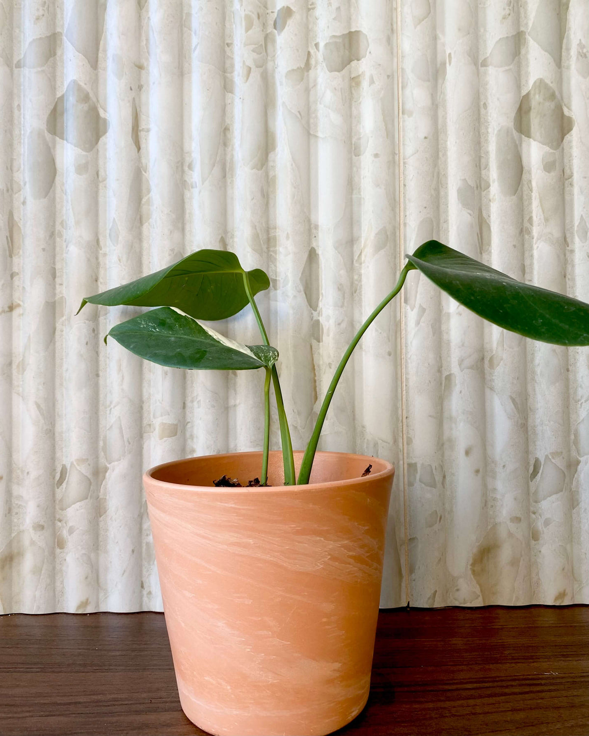 Monstera Variegata - H:30cm, ø 9cm BelemBouture