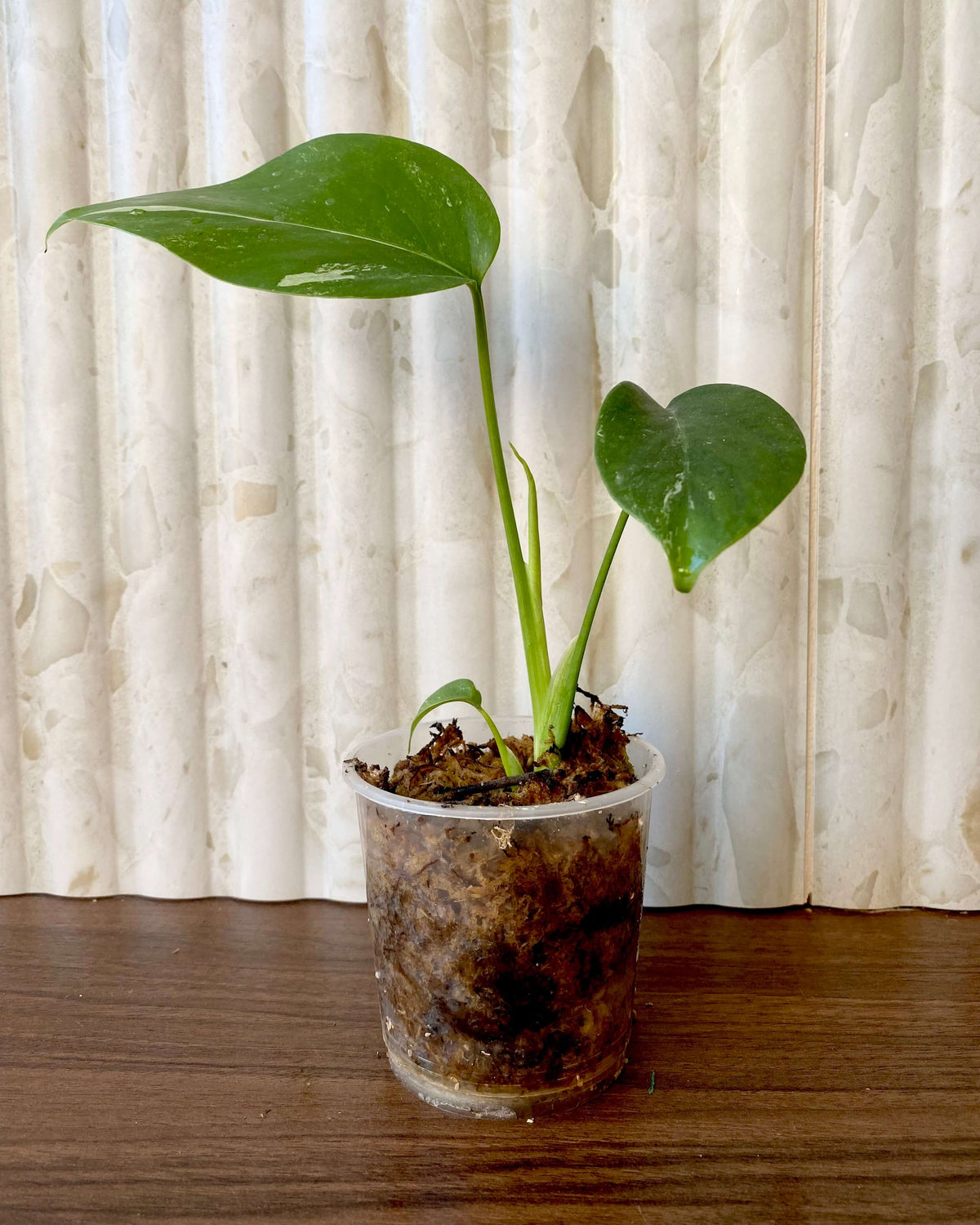 Monstera Variegata - H:26cm, ø 9cm BelemBouture