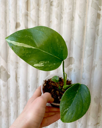 Monstera Variegata - H:26cm, ø 9cm BelemBouture