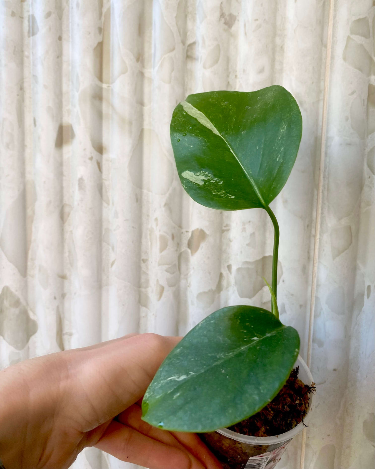 Monstera Variegata - H:26cm, ø 9cm BelemBouture