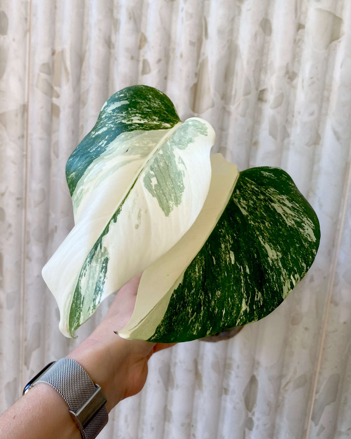 Monstera Variegata - H:35cm, ø 9cm BelemBouture