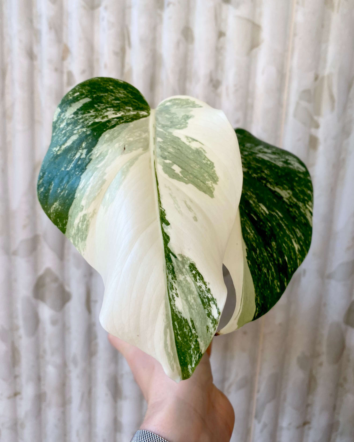 Monstera Variegata - H:35cm, ø 9cm BelemBouture