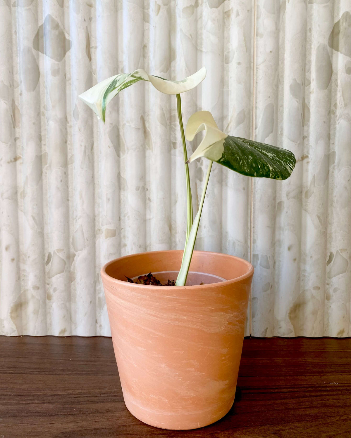 Monstera Variegata - H:35cm, ø 9cm BelemBouture