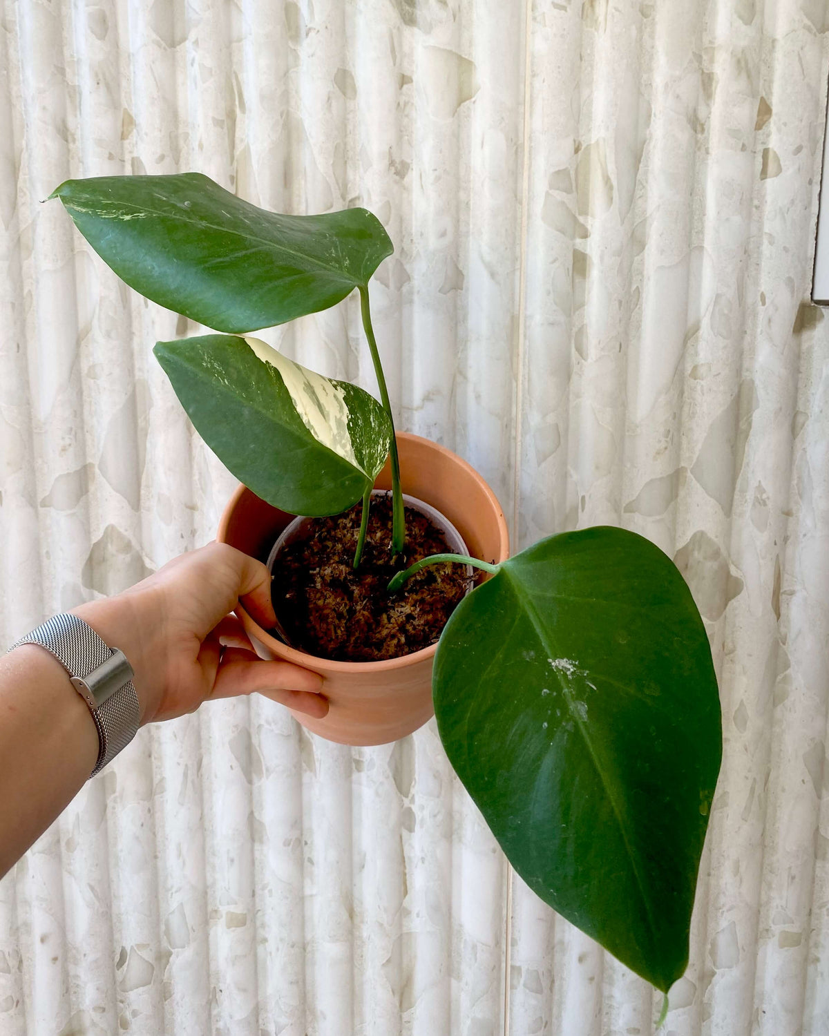 Monstera Variegata - H:30cm, ø 9cm BelemBouture