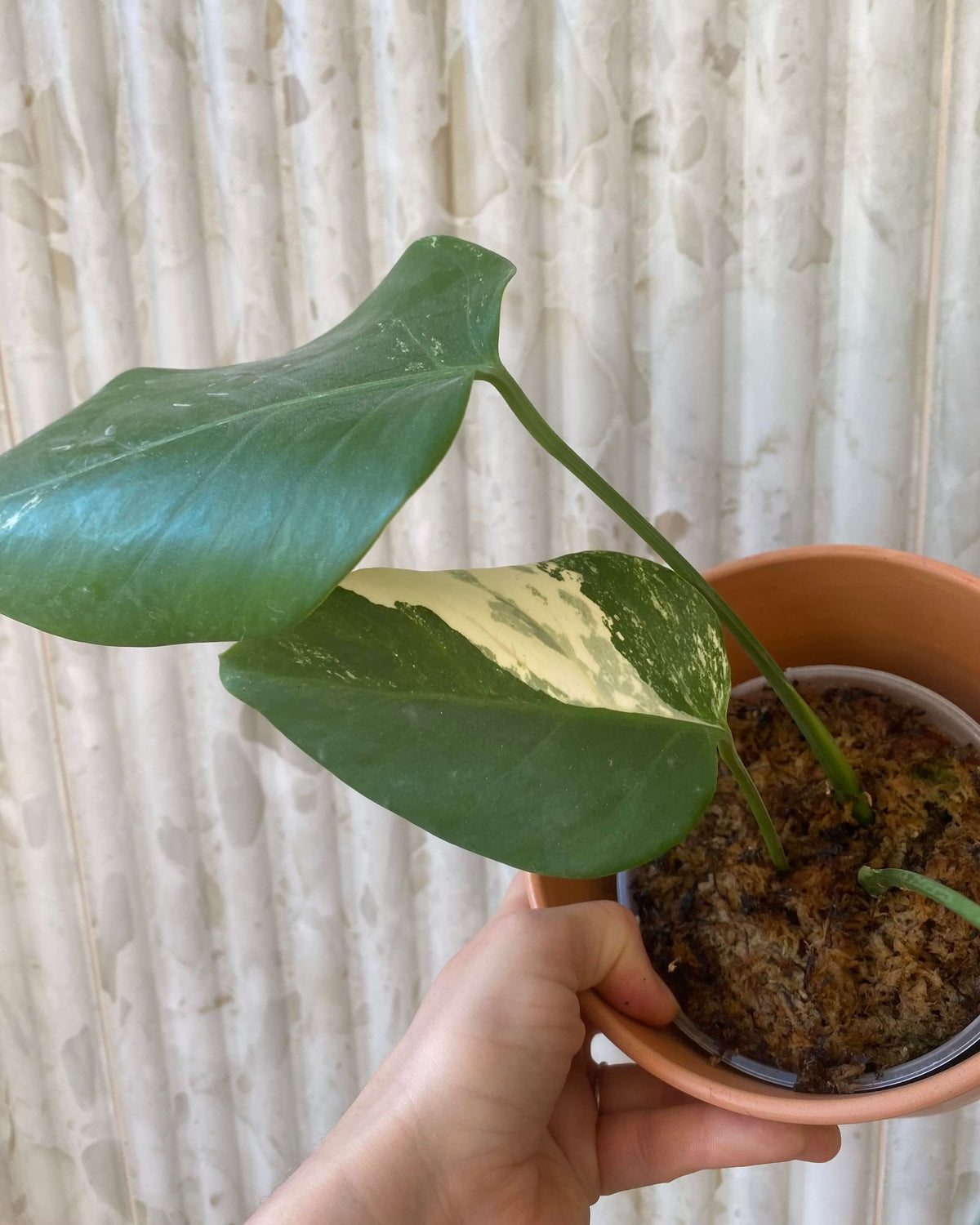 Monstera Variegata - H:30cm, ø 9cm BelemBouture