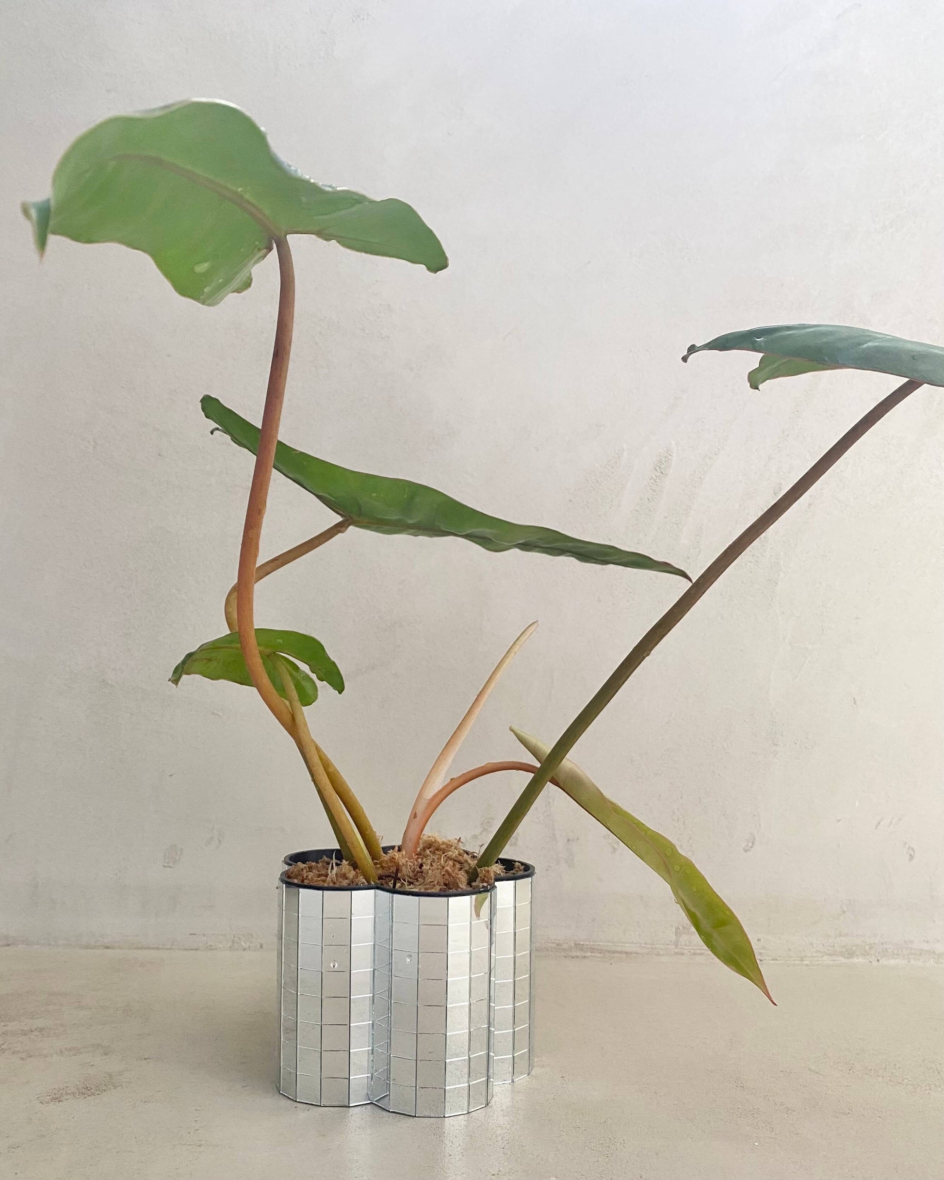 Philodendron Billietiae - H:45cm, ø 15cm BelemBouture
