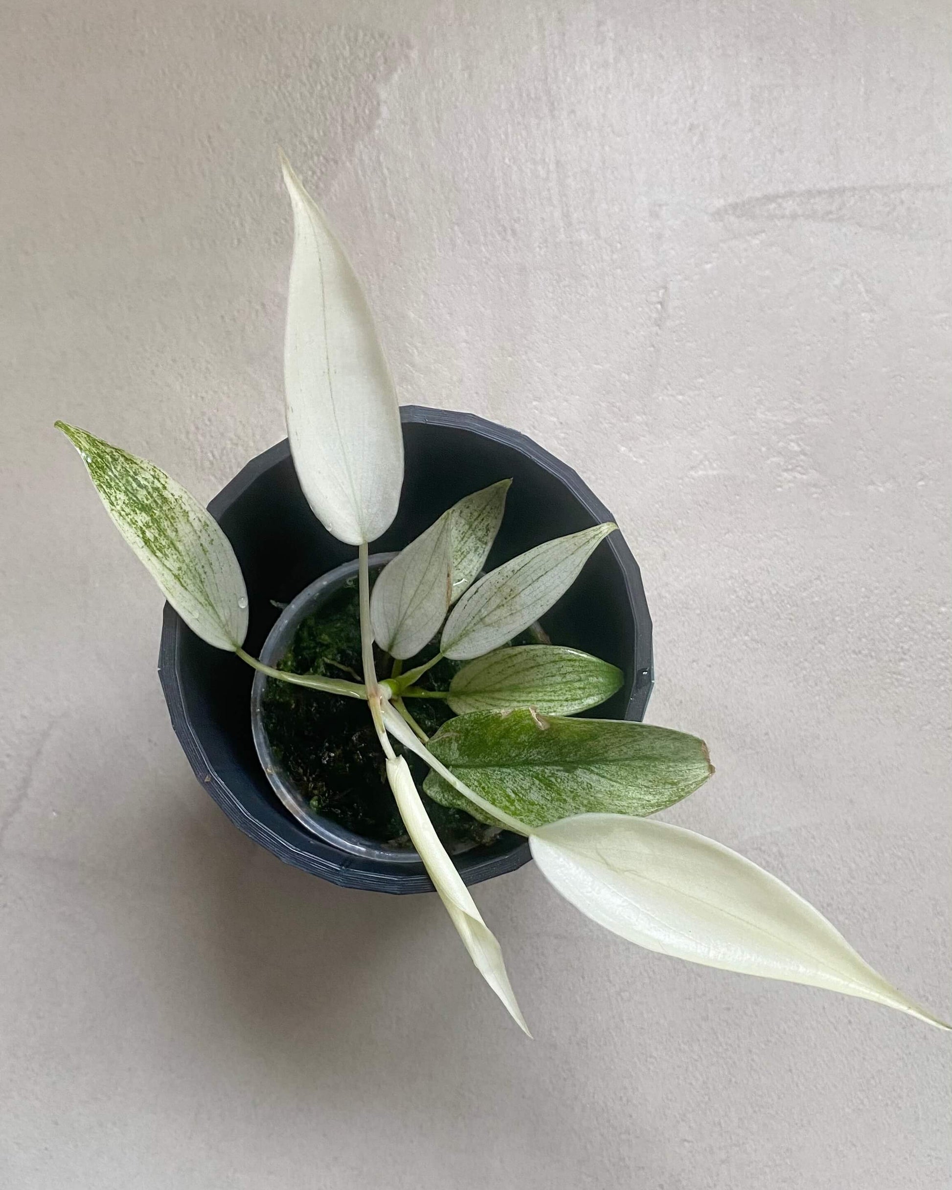 Bouture Philodendron Florida Ghost