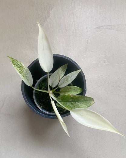 Bouture Philodendron Florida Ghost - H:30cm, ø 12cm BelemBouture