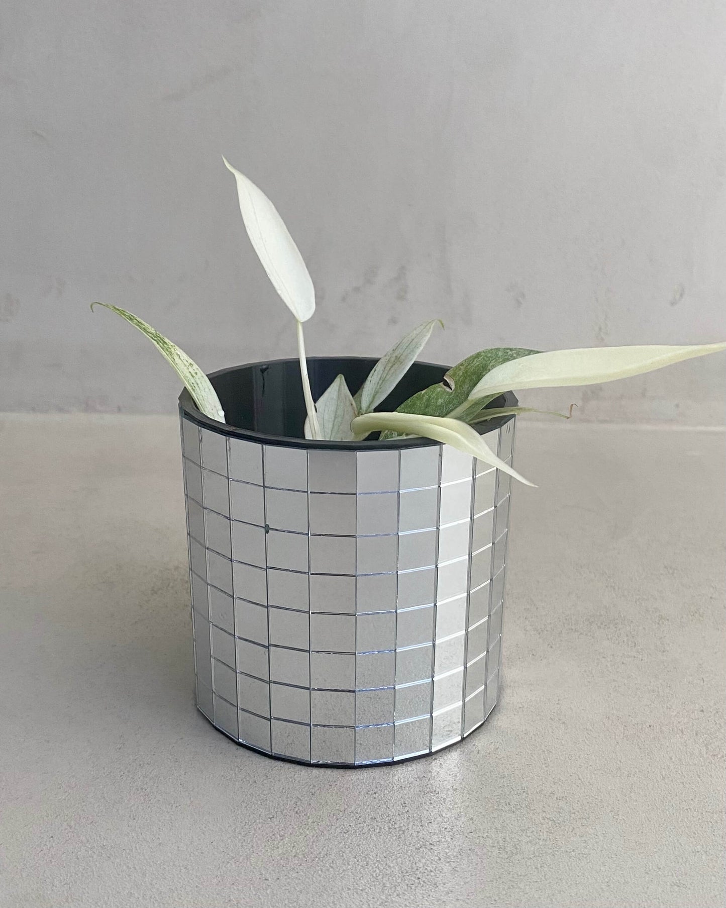 Bouture Philodendron Florida Ghost - H:30cm, ø 12cm BelemBouture