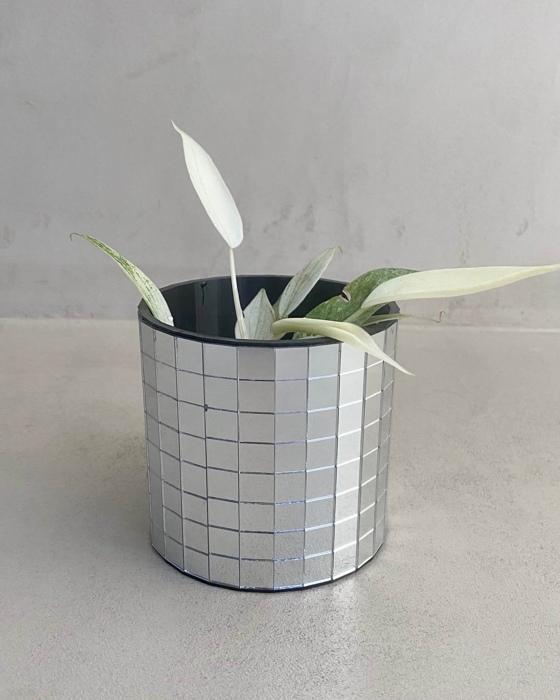 Bouture Philodendron Florida Ghost - H:30cm, ø 12cm BelemBouture