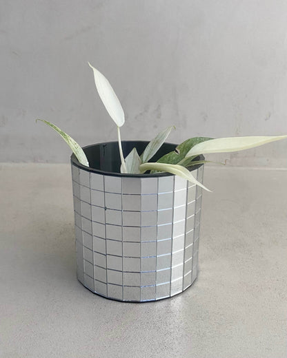 Bouture Philodendron Florida Ghost - H:30cm, ø 12cm BelemBouture