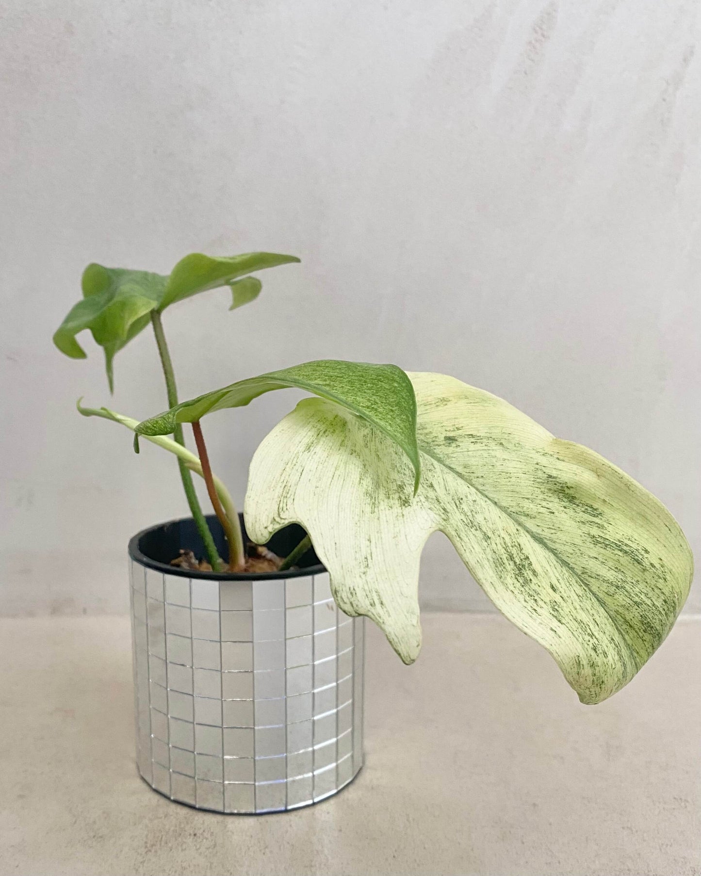 Bouture Philodendron Florida Ghost - H:20cm, ø 9cm BelemBouture