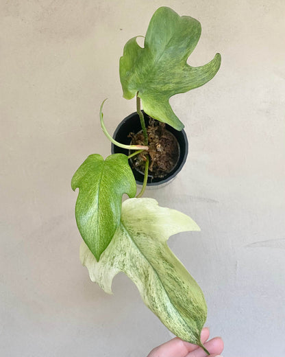 Bouture Philodendron Florida Ghost - H:20cm, ø 9cm BelemBouture