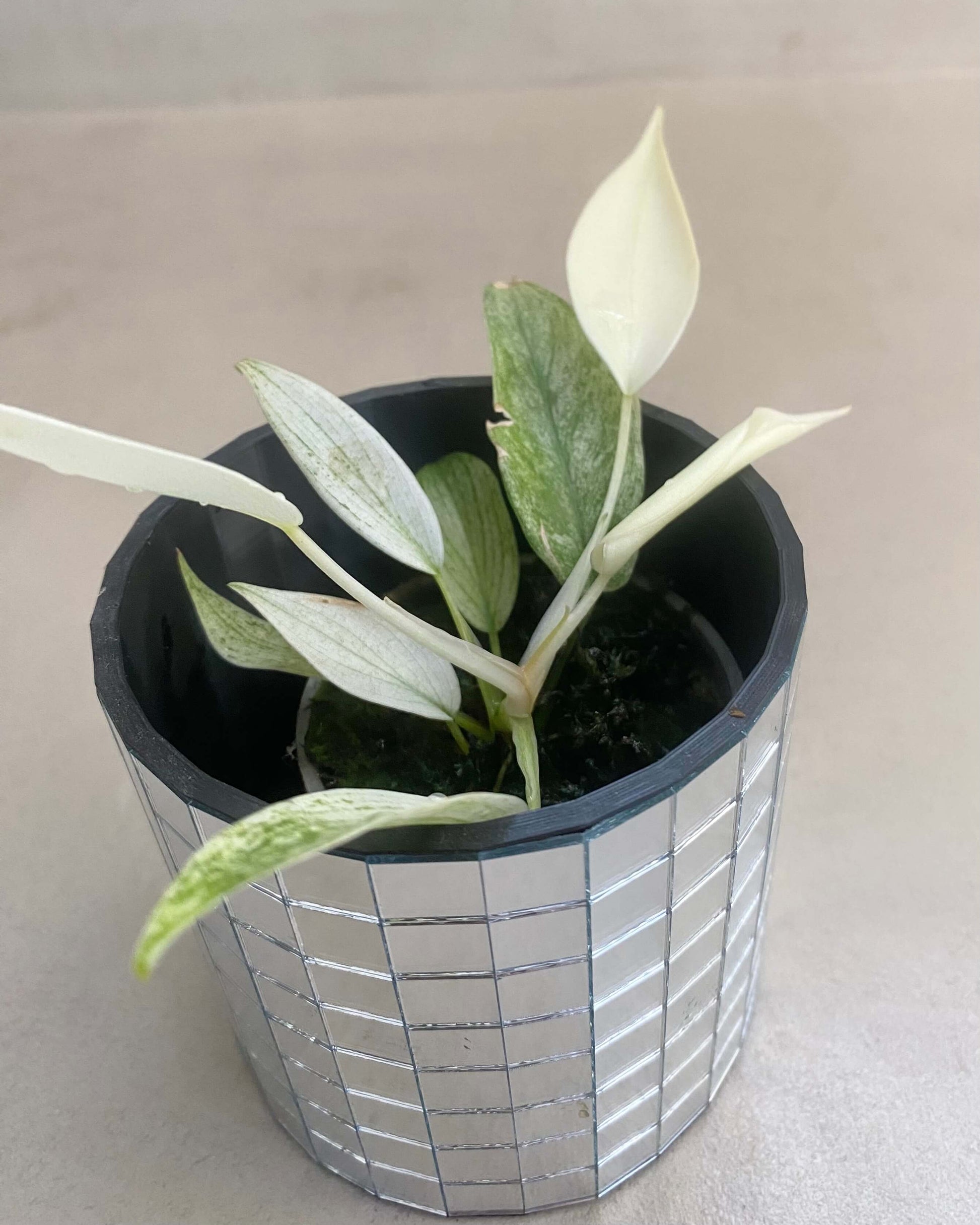 philodendron grimpant bouture Bouture Philodendron Florida Ghost