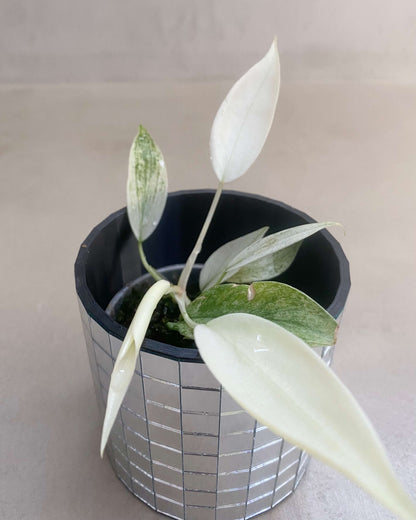 Bouture Philodendron Florida Ghost - H:30cm, ø 12cm BelemBouture