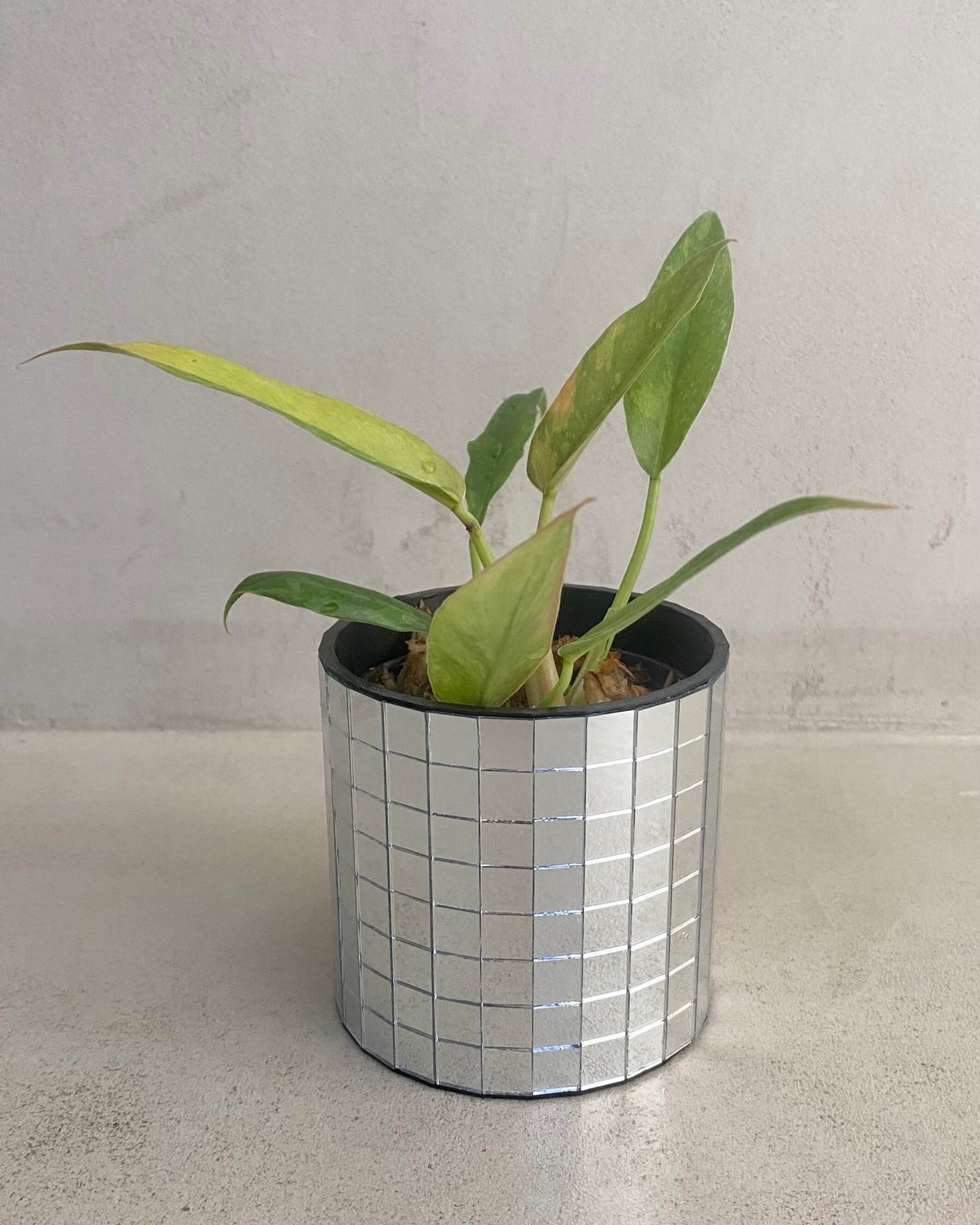 Philodendron Ring Of Fire - H:35cm, ø 14cm BelemBouture