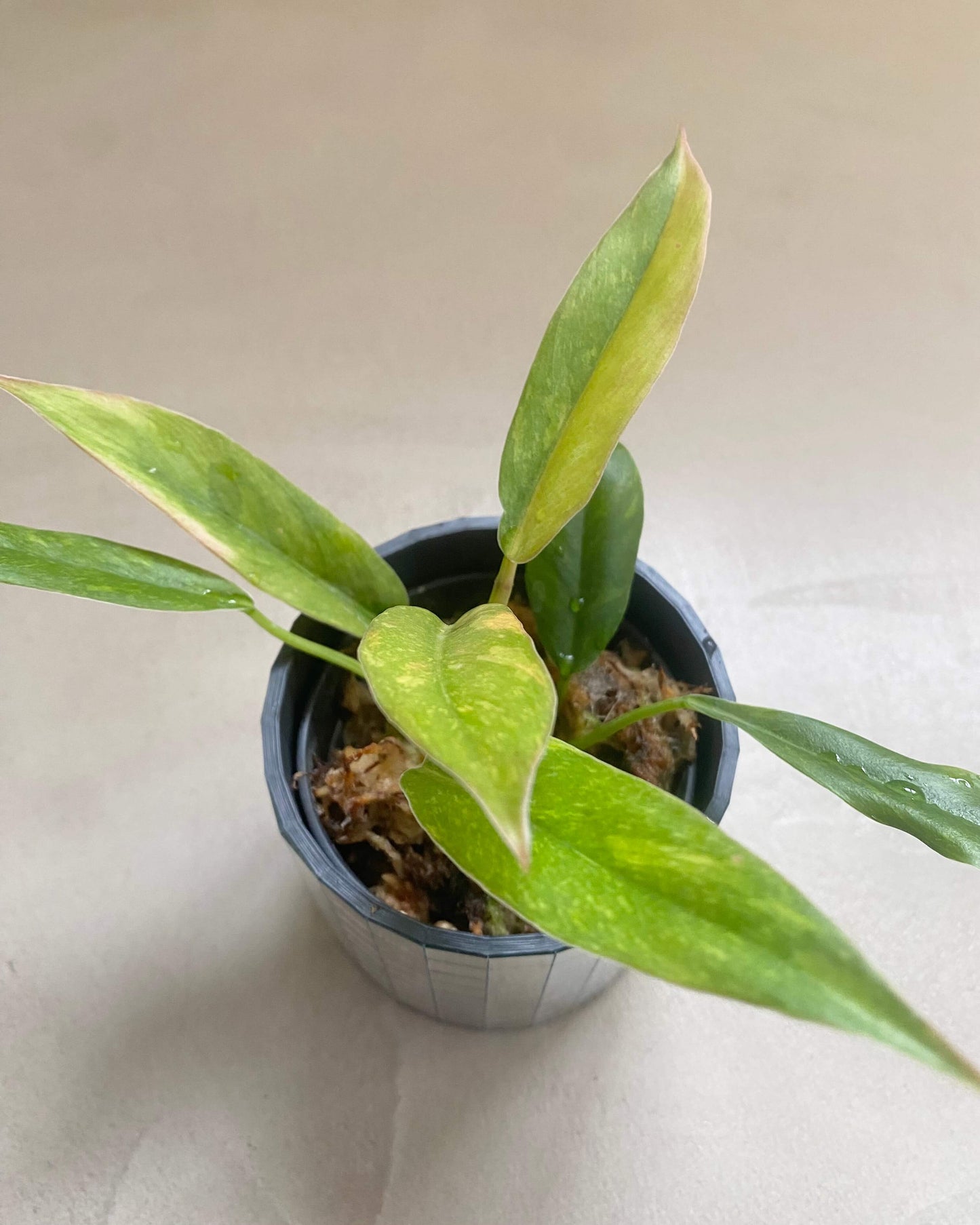 Philodendron Ring Of Fire - H:35cm, ø 14cm BelemBouture