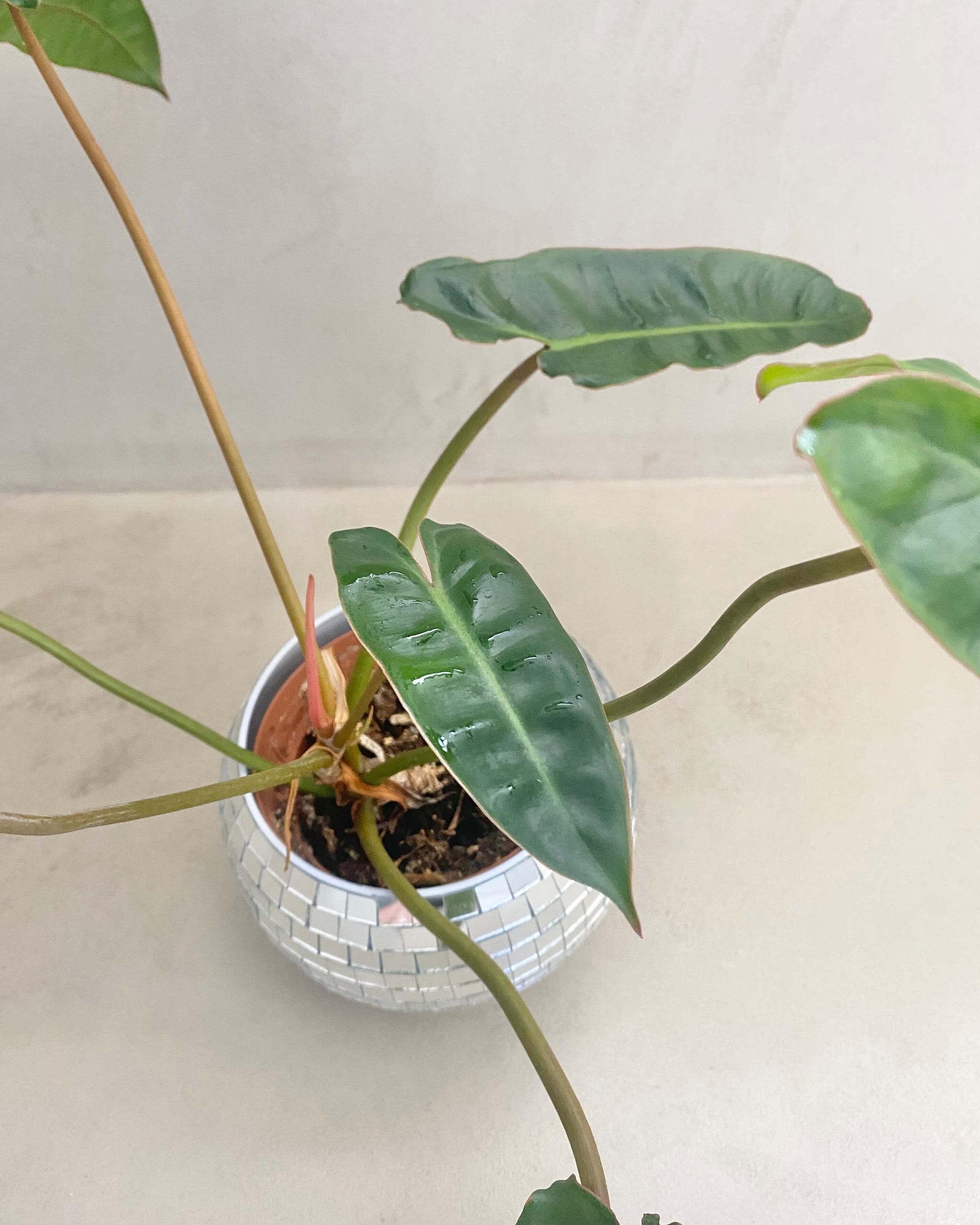 philodendron bouture Philodendron Billietiae - H:45cm, ø 15cm