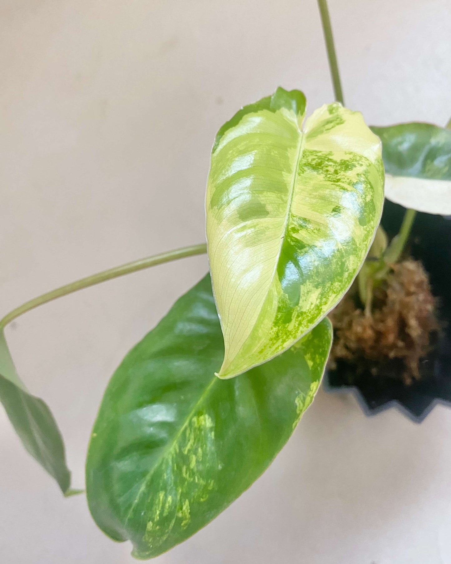 Bouture philodendron Burle Marx Variegata - BelemBouture