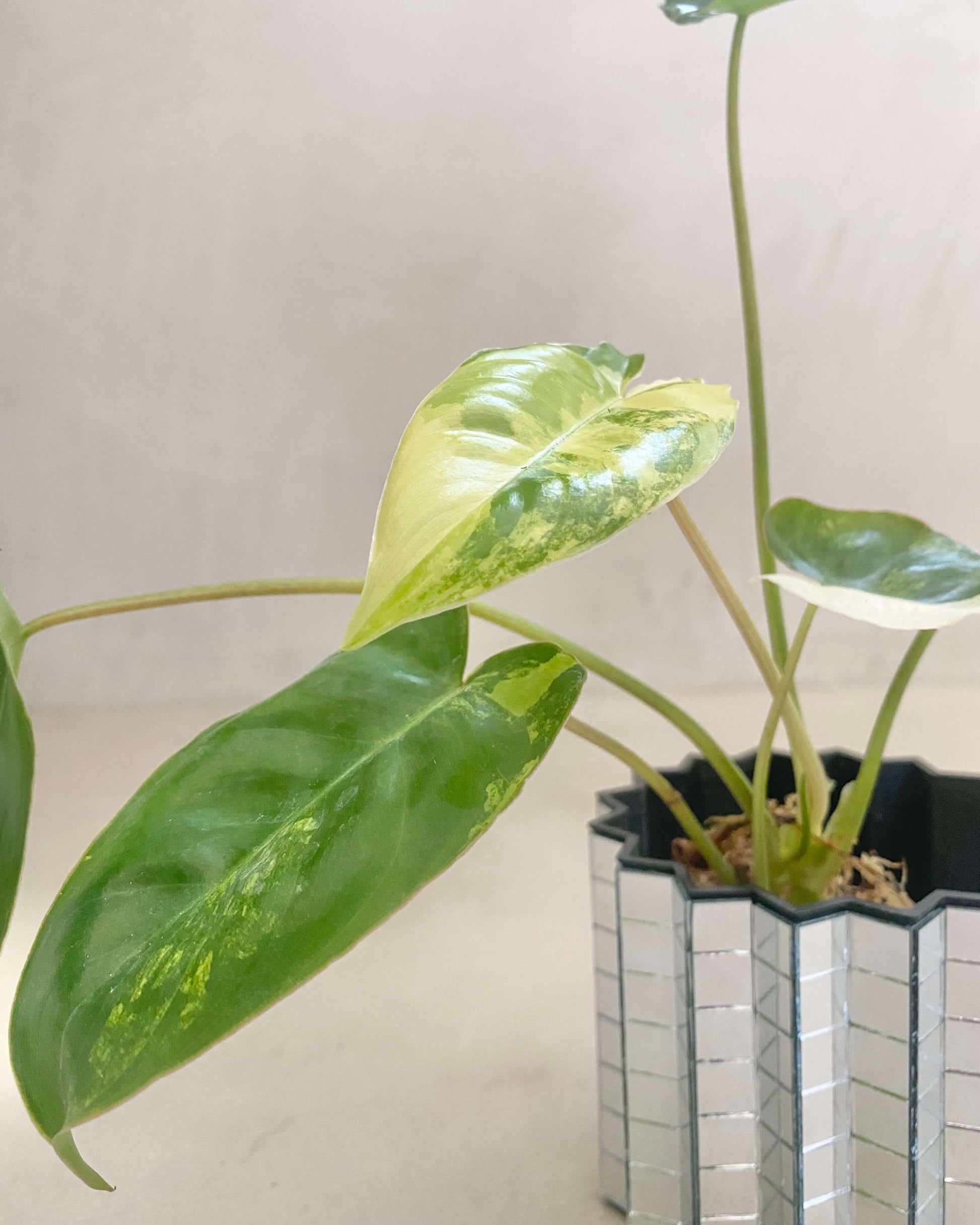 Bouture philodendron Burle Marx Variegata - BelemBouture