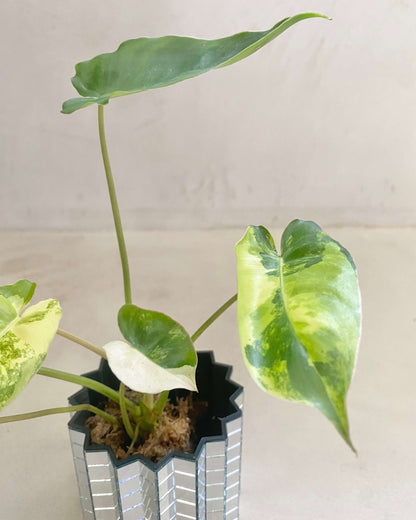 Bouture philodendron Burle Marx Variegata - BelemBouture