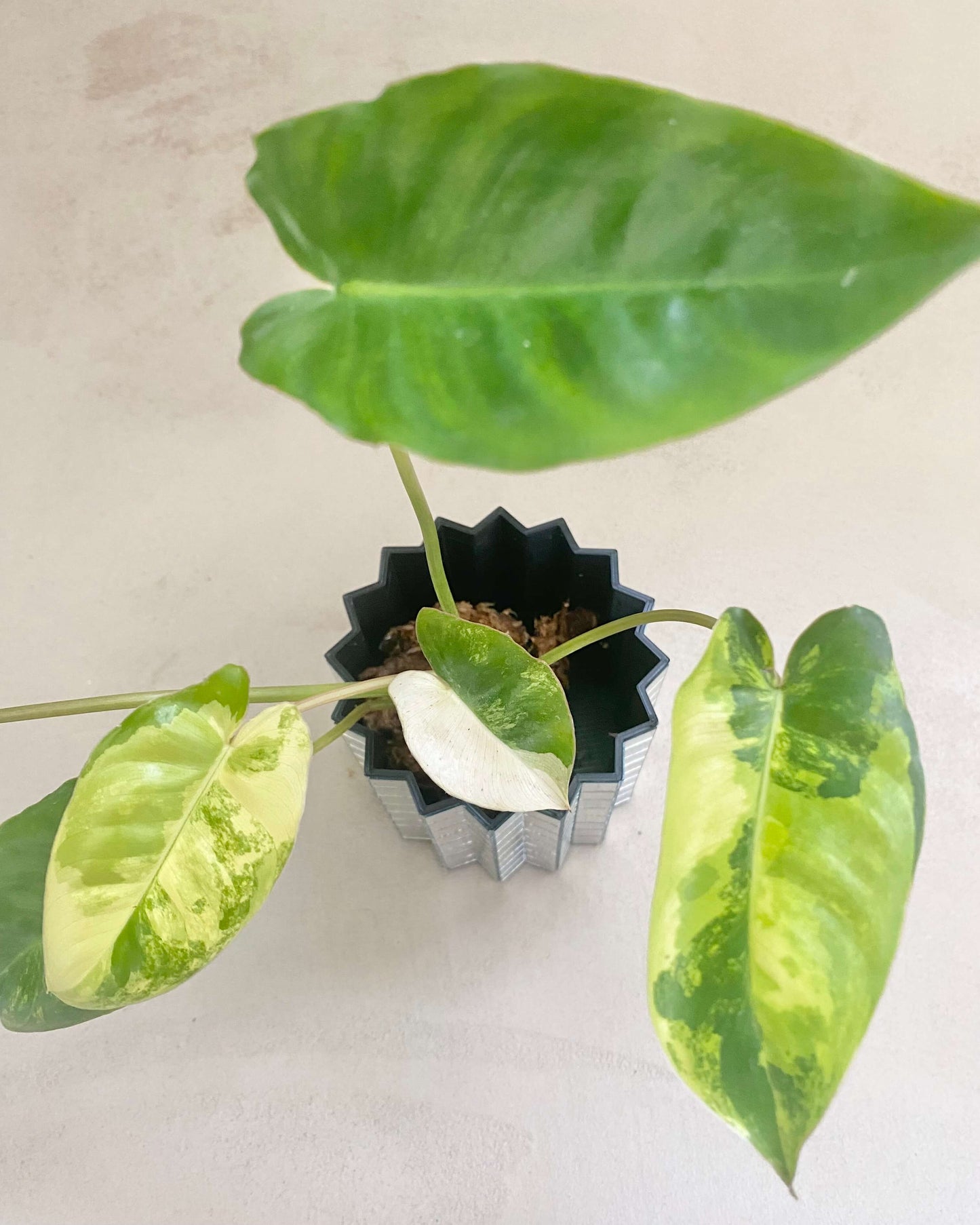 Bouture philodendron Burle Marx Variegata - BelemBouture