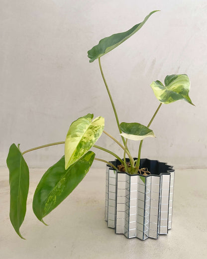 Bouture philodendron Burle Marx Variegata - BelemBouture