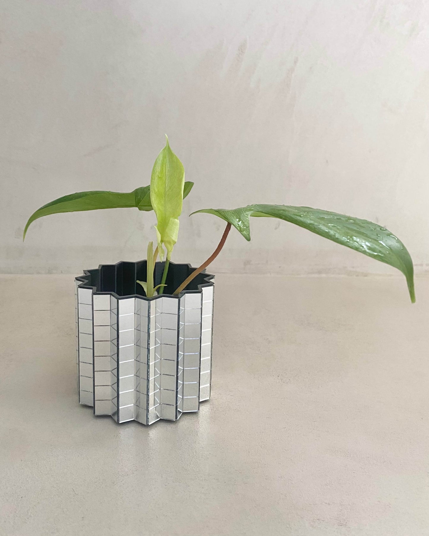 Bouture Philodendron Florida Ghost - H:20cm, ø 9cm