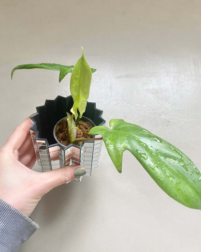 Bouture Philodendron Florida Ghost - H:20cm, ø 9cm