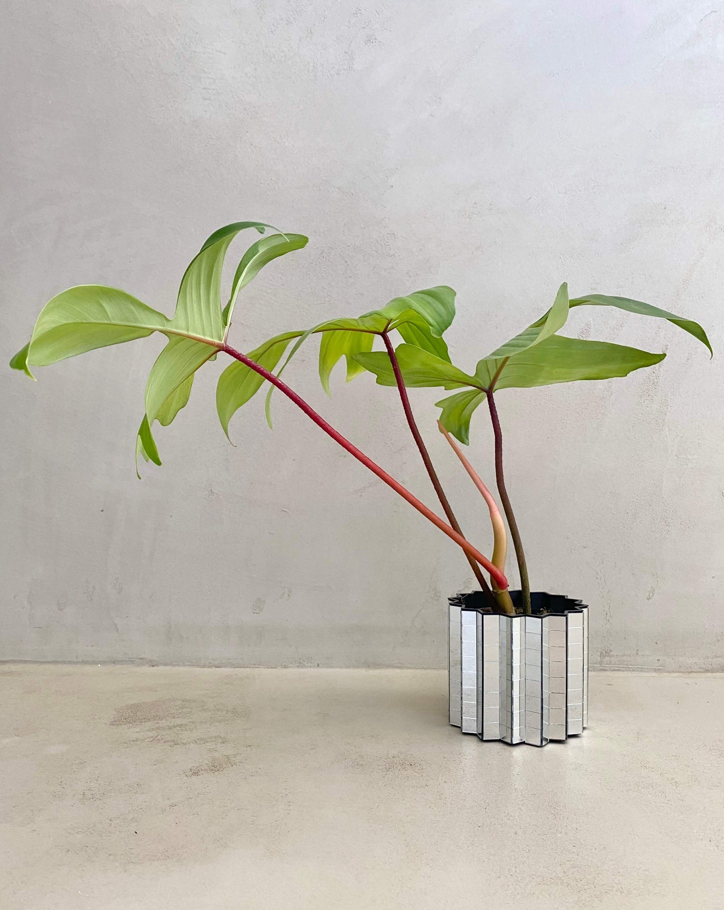 Bouture Philodendron Florida Ghost