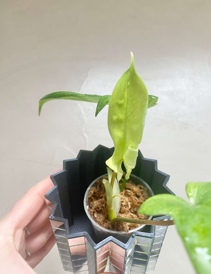 Bouture Philodendron Florida Ghost - H:20cm, ø 9cm