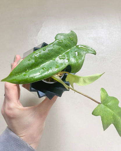 Bouture Philodendron Florida Ghost - H:20cm, ø 9cm