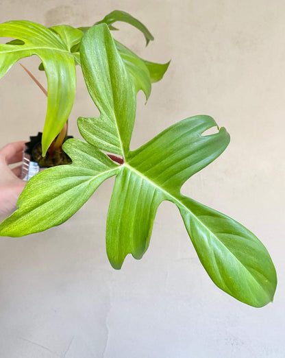 Bouture Philodendron Florida Ghost