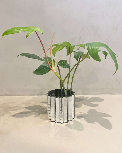 Bouture Philodendron Florida Ghost - H:30cm, ø 12cm BelemBouture