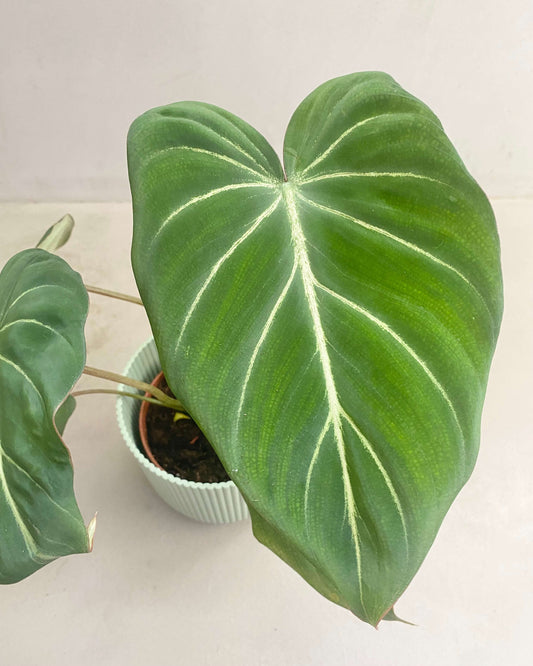 Philodendron Gloriosum - BelemBouture
