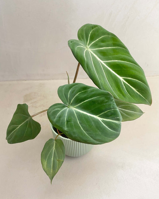 Philodendron Gloriosum - BelemBouture