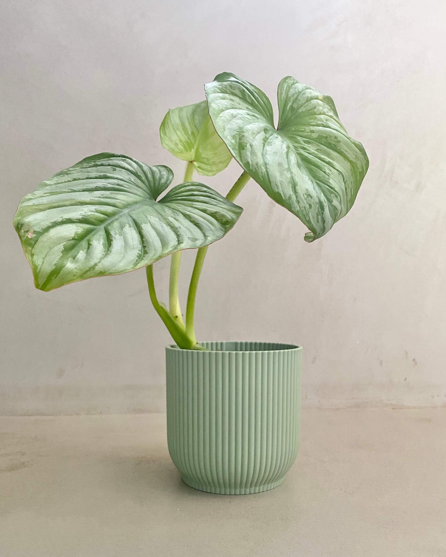 Bouture Philodendron Mamei BelemBouture