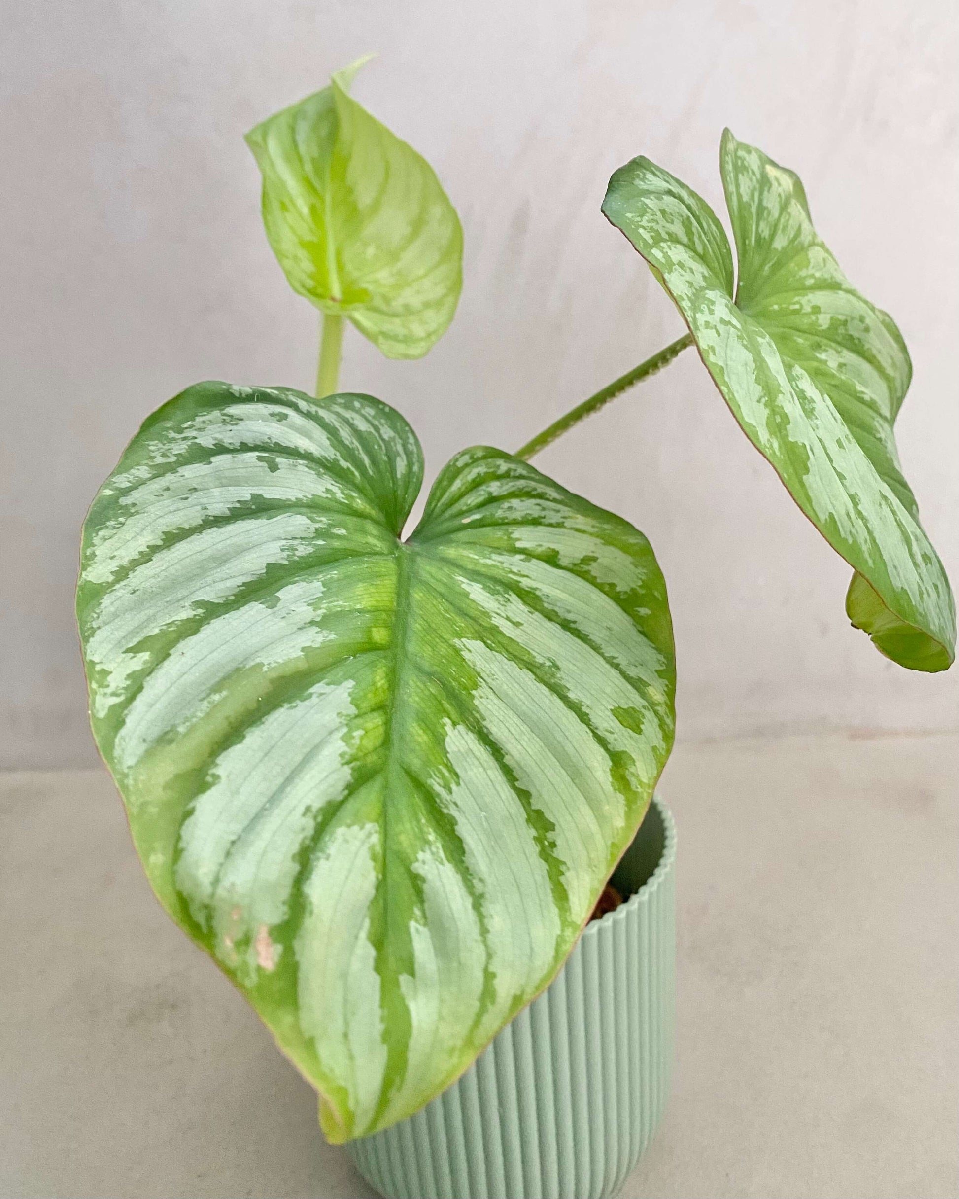 Bouture Philodendron Mamei BelemBouture