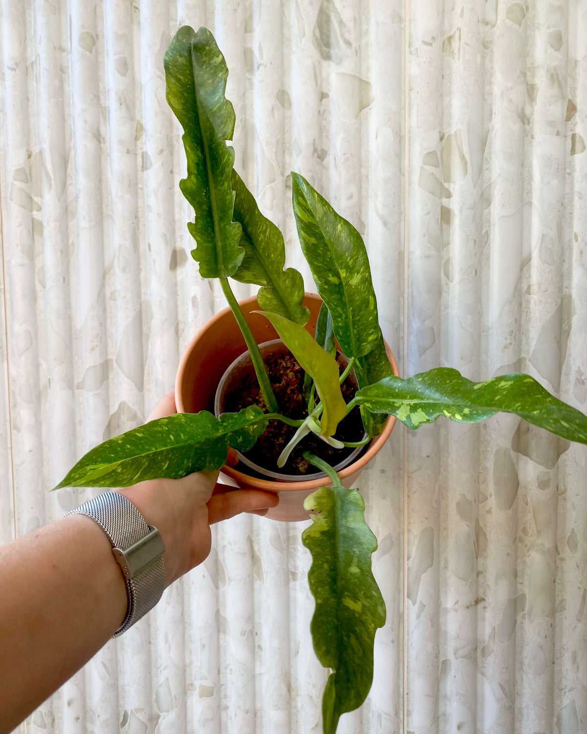 Philodendron Ring Of Fire - H:35cm, ø 14cm BelemBouture