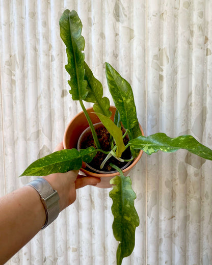 Philodendron Ring Of Fire - H:35cm, ø 14cm BelemBouture