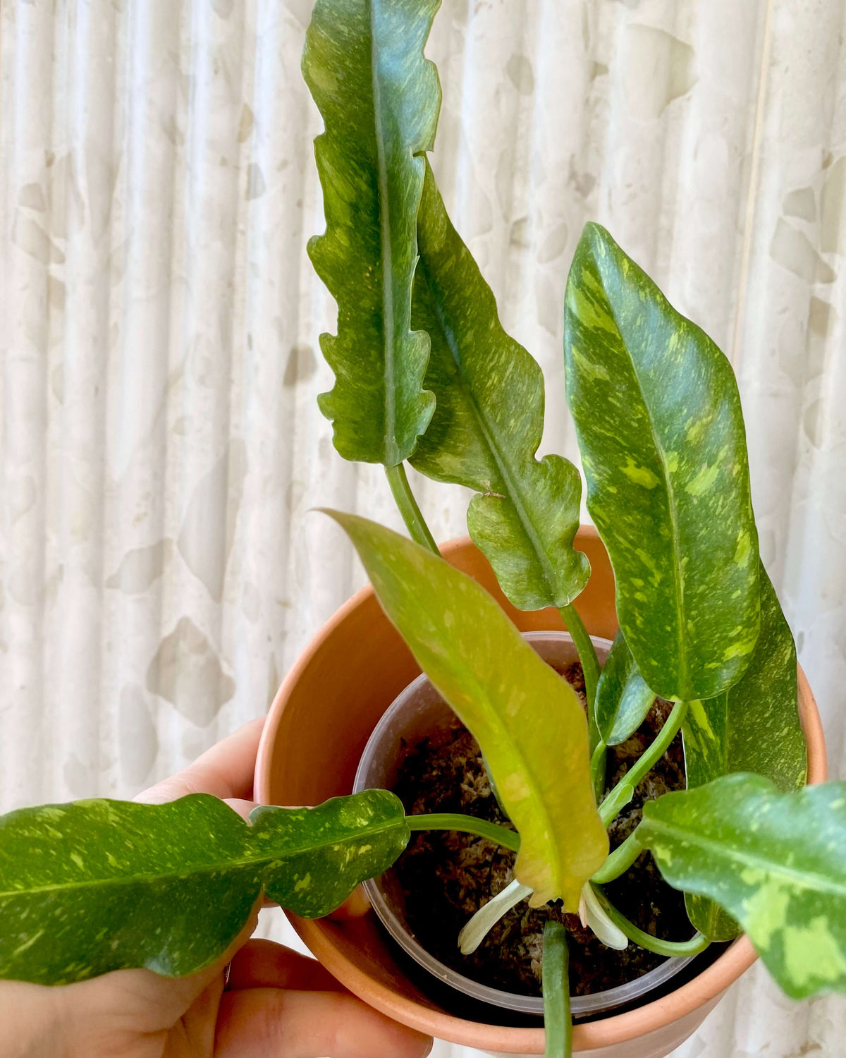 Philodendron Ring Of Fire - H:35cm, ø 14cm BelemBouture