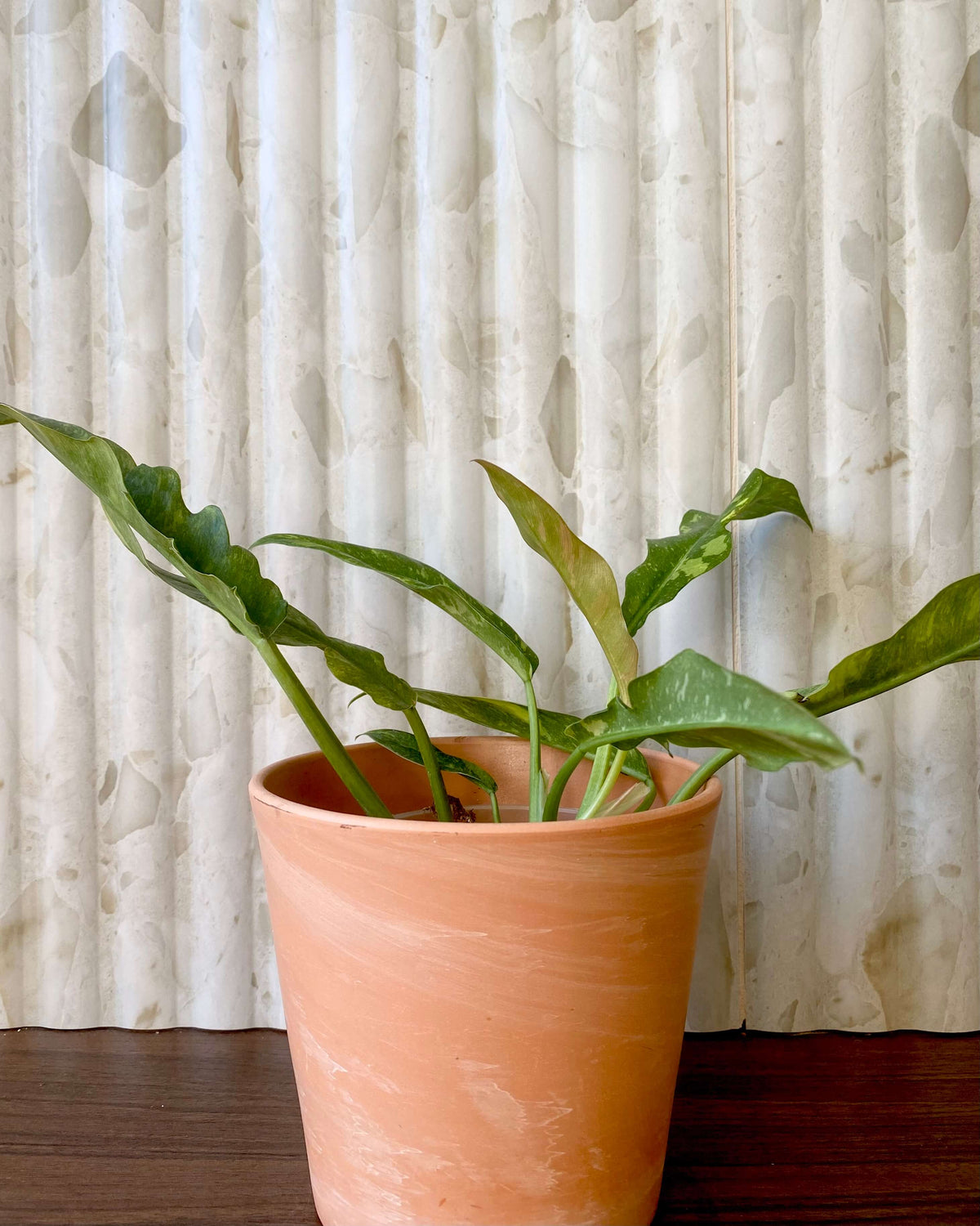 Philodendron Ring Of Fire - H:35cm, ø 14cm BelemBouture