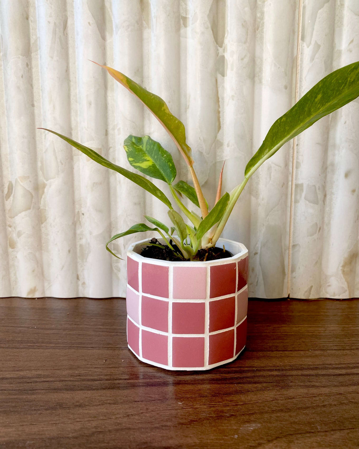 Philodendron Ring Of Fire - H:35cm, ø 14cm BelemBouture